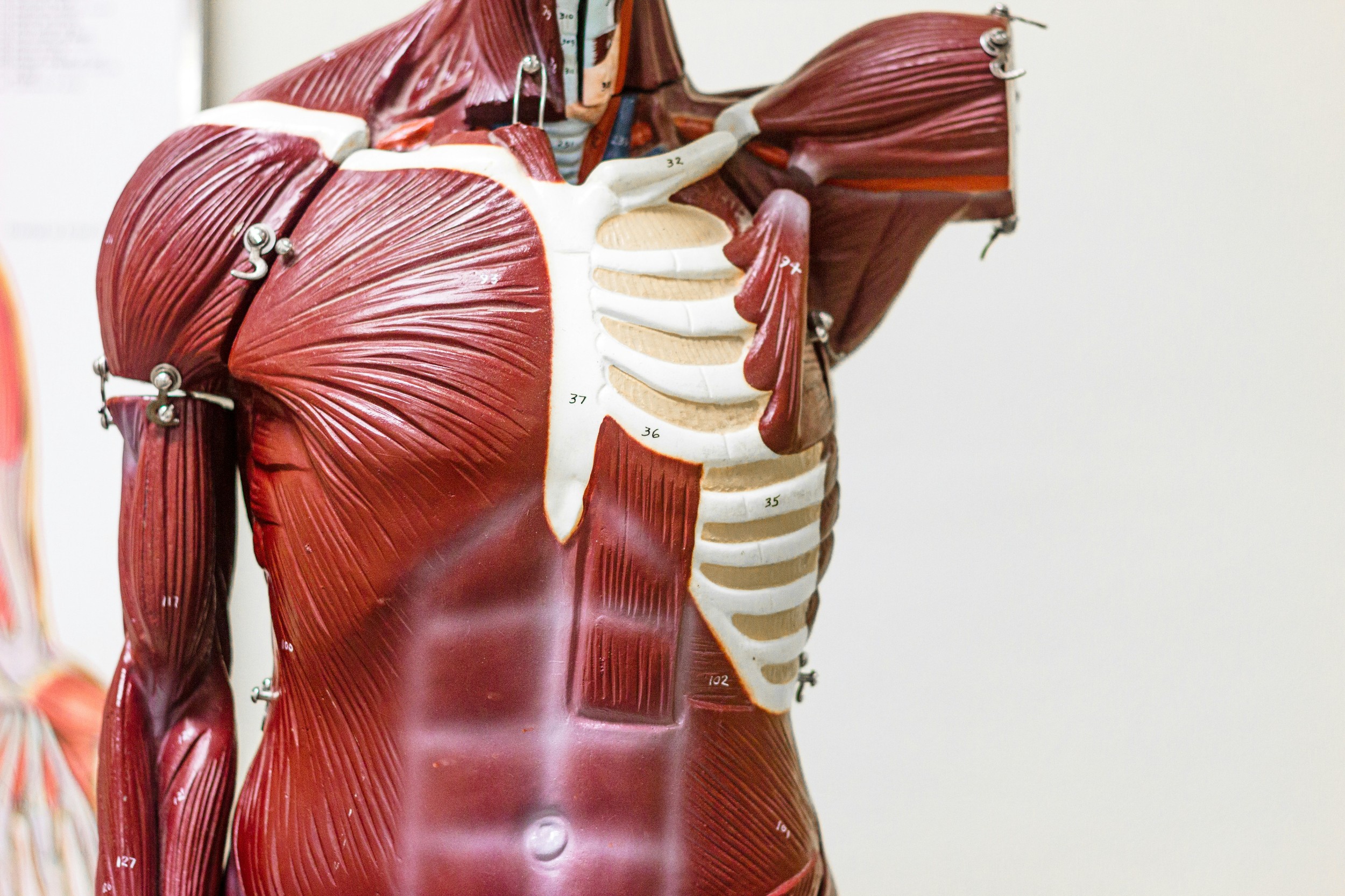 Introduction to Anatomy & Cancer